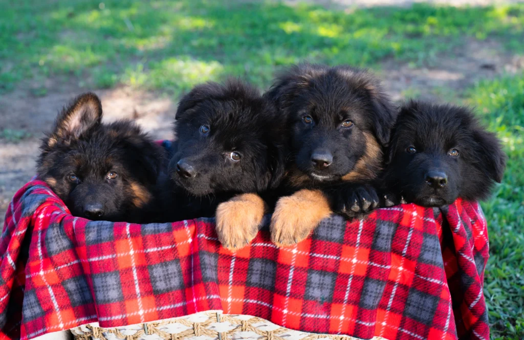 D4A094 69256546F28C45728C2854135172B8B6Mv2 German Shepherd puppy image by Royal Tribes K9 0012