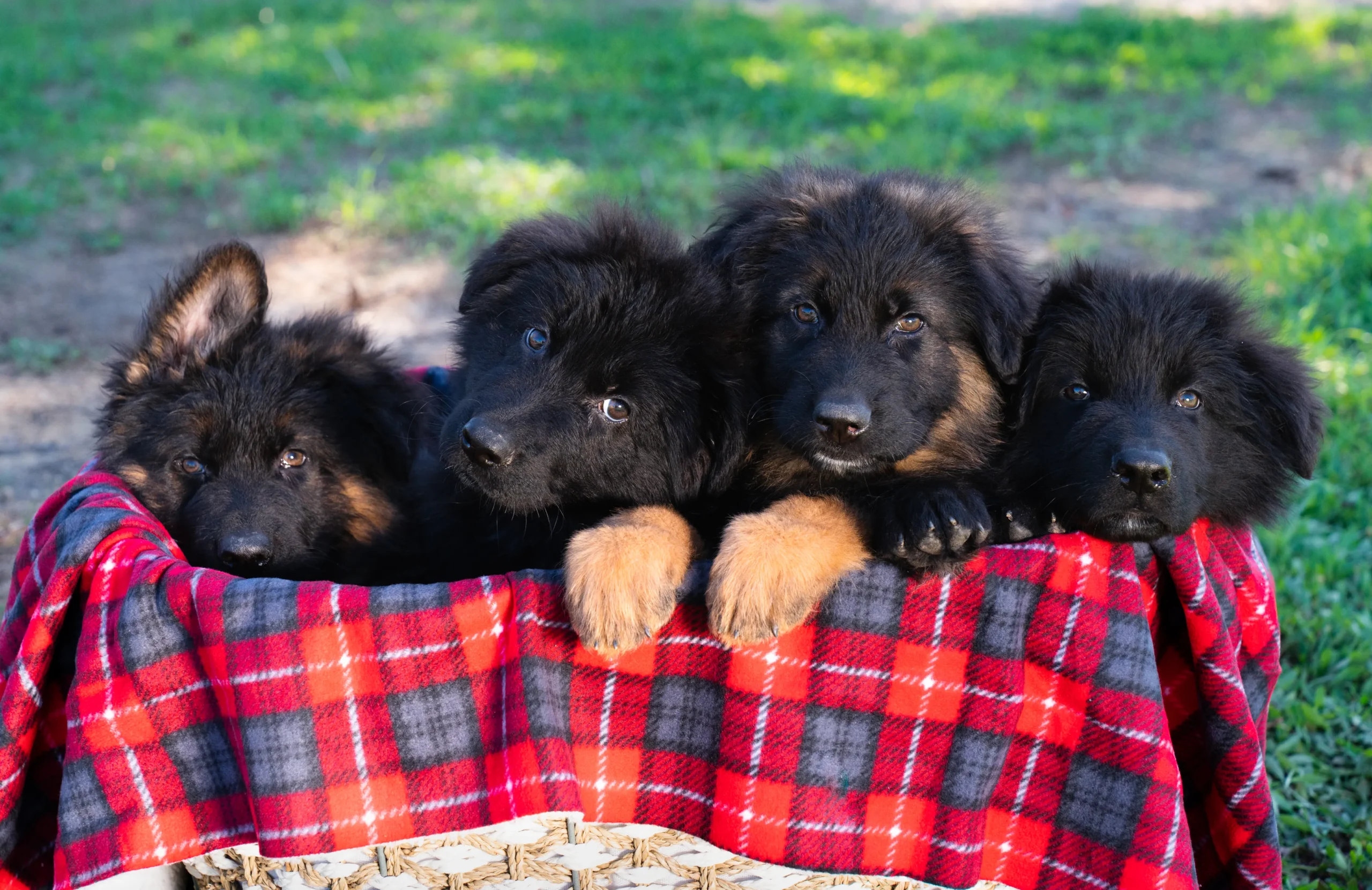 Group of German Shepherd puppies resting together on a plaid blanket