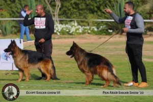 German Shepherd puppies
