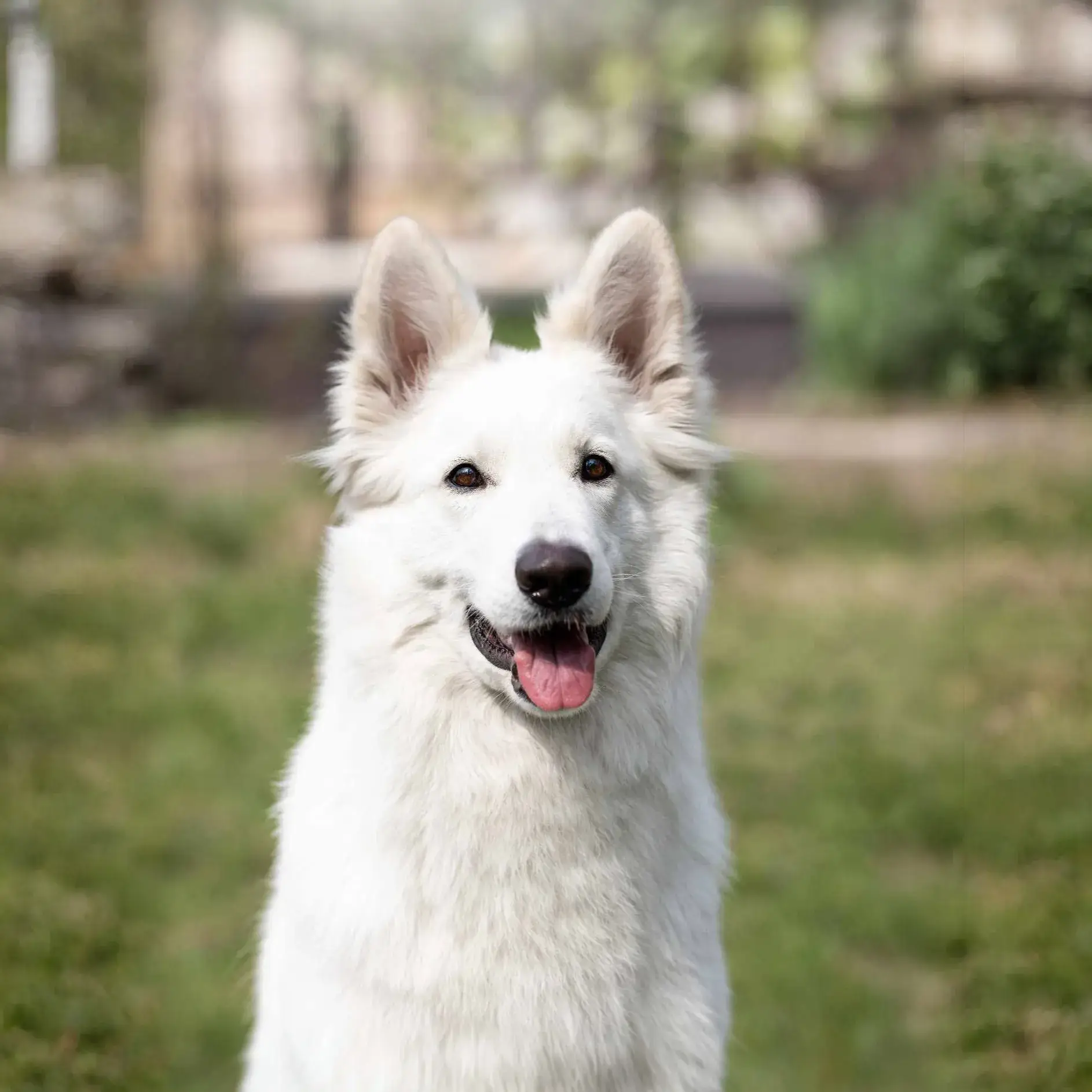 German Shepherd puppy care image for Royal Tribes K9 educational content 0342