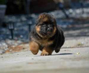 German Shepherd Puppy