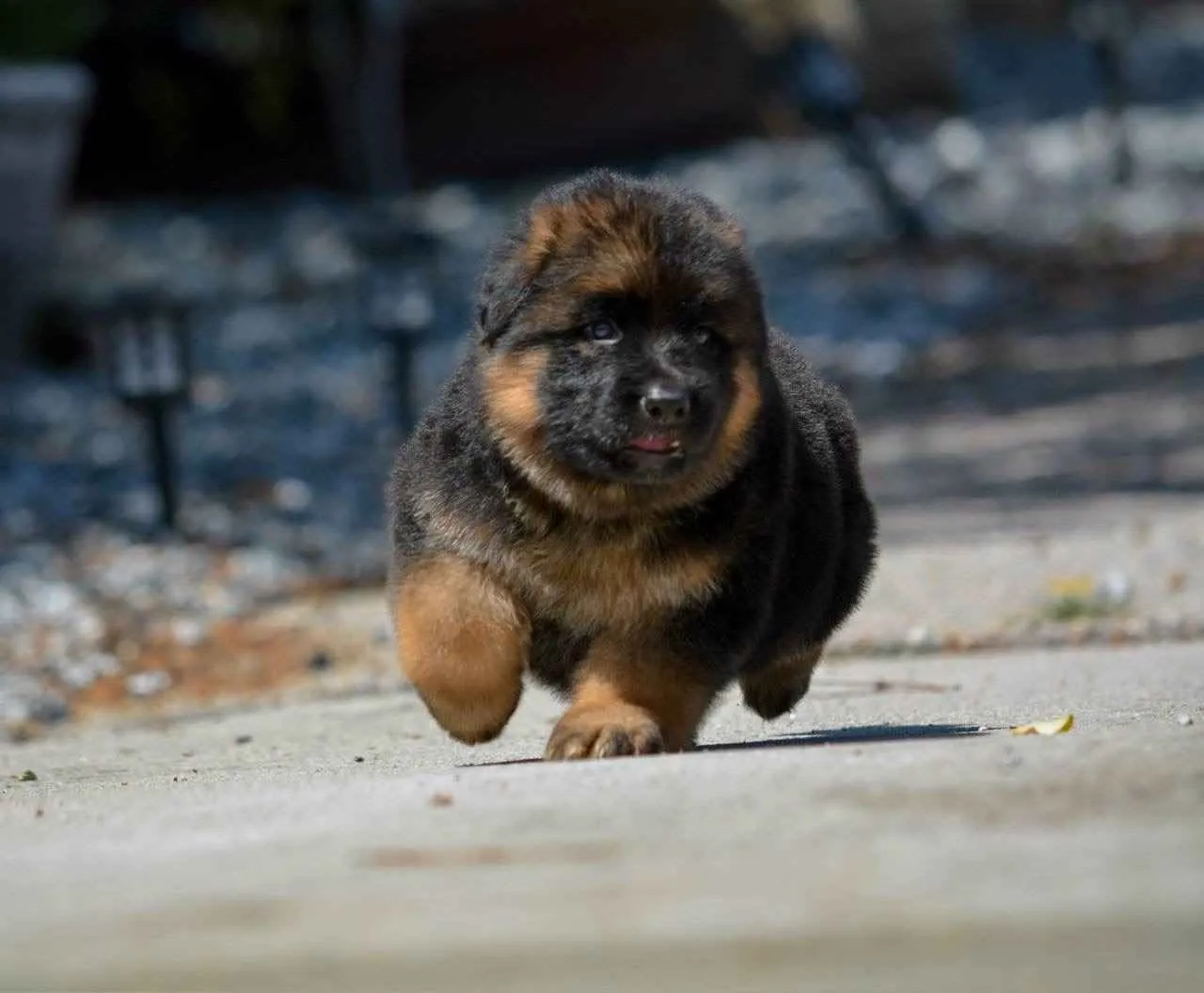 German Shepherd puppy care image for Royal Tribes K9 educational content 0362