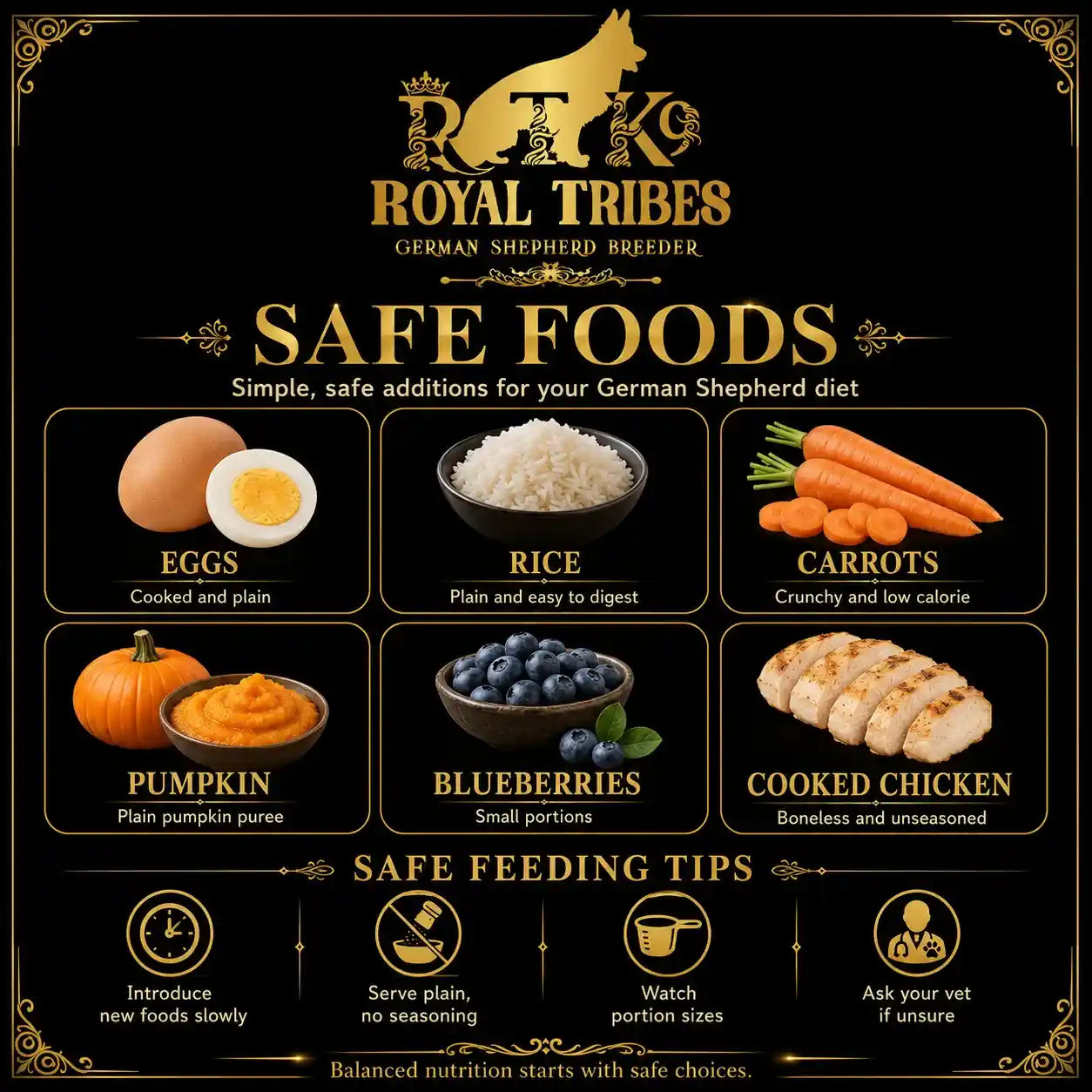German Shepherd puppy care image for Royal Tribes K9 educational content 0353
