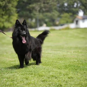 Solid Black Long Hair German Shepherd with rare powerful appearance