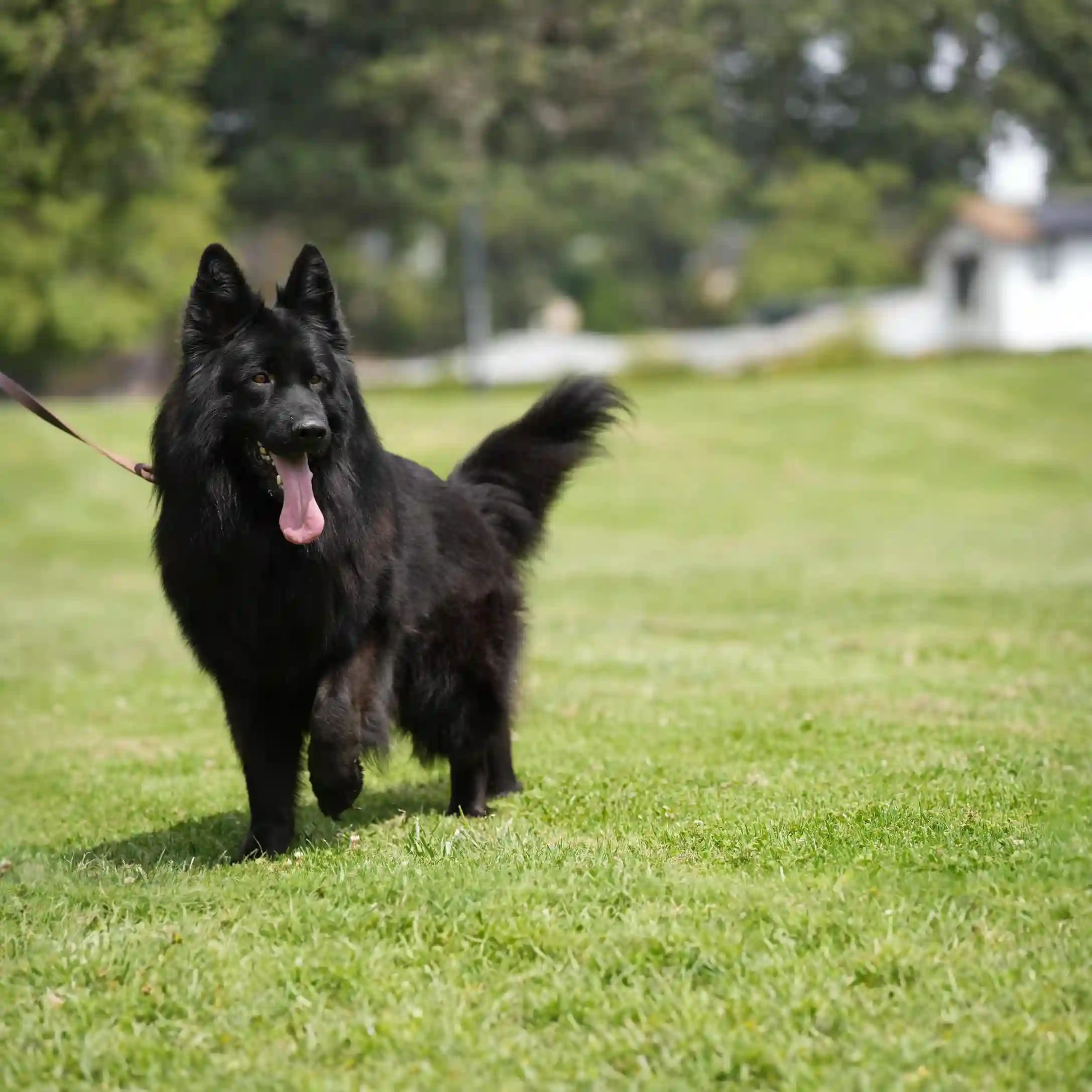 German Shepherd puppy care image for Royal Tribes K9 educational content 0341