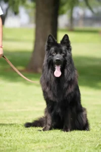 how much room does a German Shepherd need
