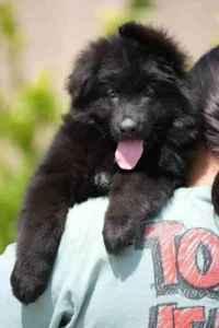 black german shepherd puppy
