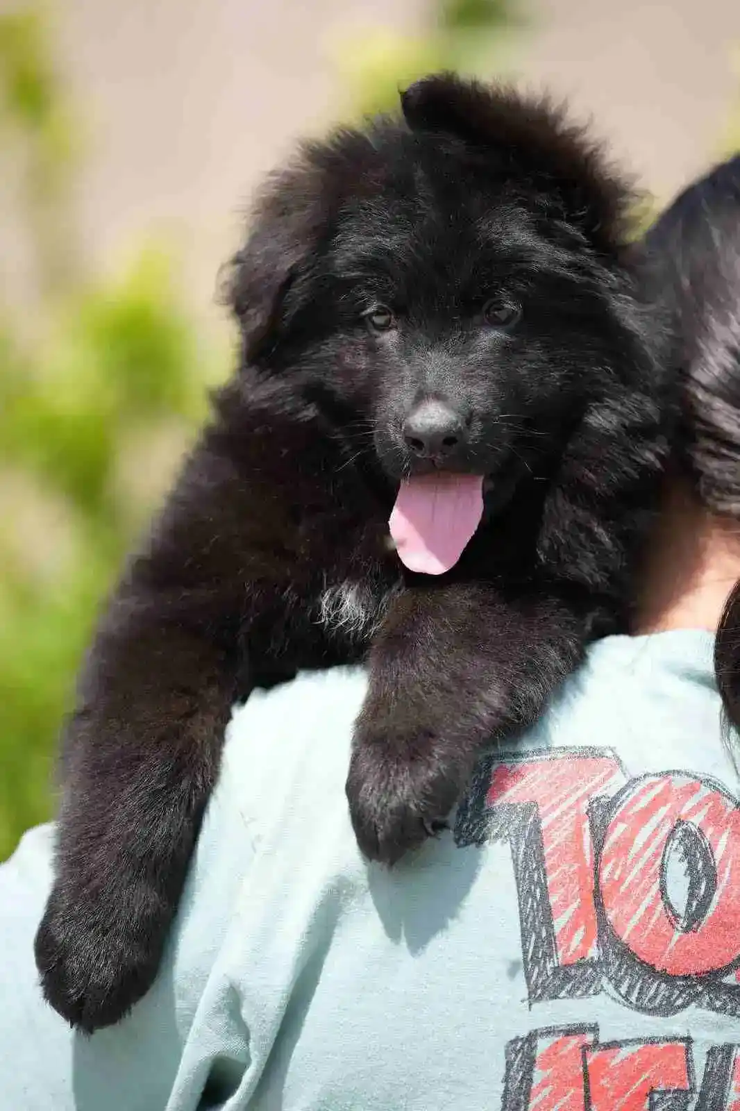 black German Shepherd puppies Burr Ridge NY