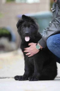 puppies for sale in usa