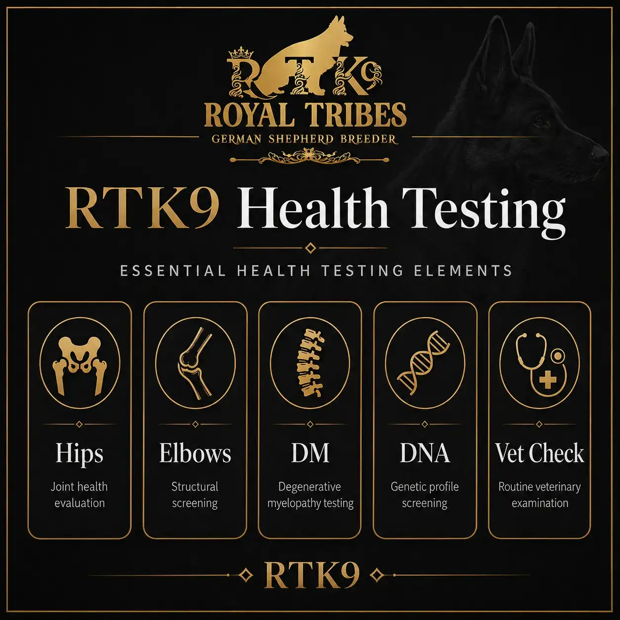 German Shepherd puppy care image for Royal Tribes K9 educational content 0333