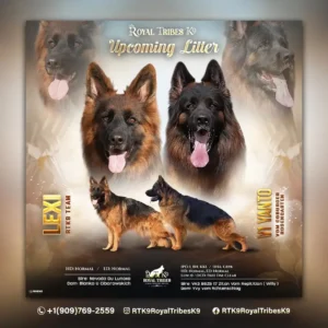 best German Shepherd breeder