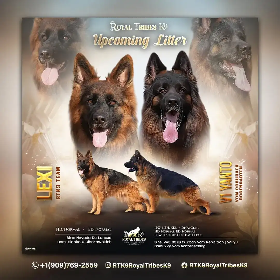 how to choose a German Shepherd breeder