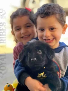 German Shepherd family dog