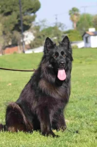 AKC German Shepherd Puppies