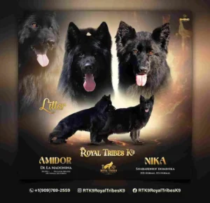 German Shepherd family dogs