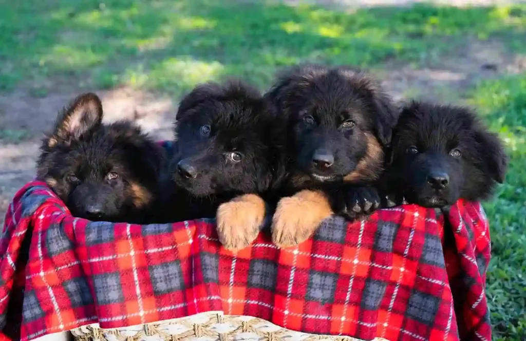 German Shepherd puppy care image for Royal Tribes K9 educational content 0226
