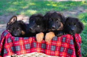 Long Hair German Shepherd Puppies for Sale