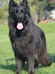Long Coat German Shepherd