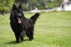 European Bloodline German Shepherd Puppies with premium structure