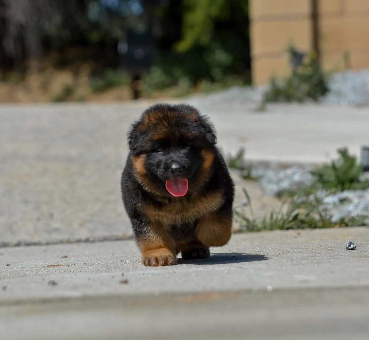 German Shepherd puppy care image for Royal Tribes K9 educational content 0292
