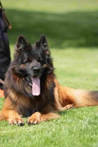 German Shepherd puppy from Royal Tribes K9 in Broken Arrow Oklahoma with healthy coat, strong build, and calm temperament