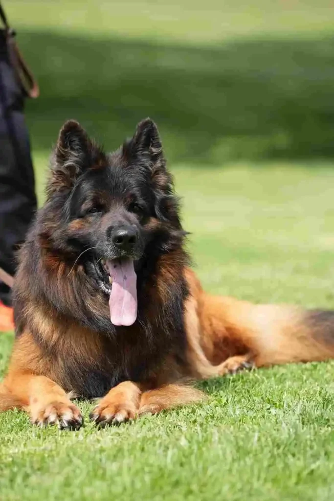 German Shepherd puppy care image for Royal Tribes K9 educational content 0174