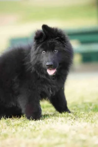 black german shepherd vs german shepherd
