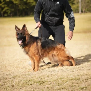 Royal Tribes K9 long coat German Shepherd with premium show line appearance