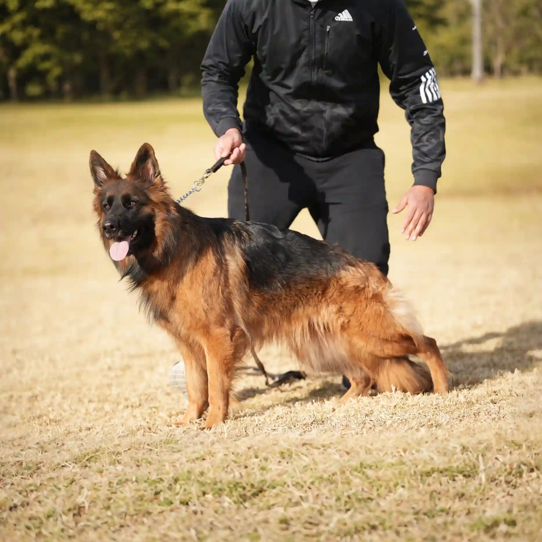 German Shepherd puppy care image for Royal Tribes K9 educational content 0344