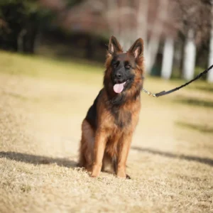 long haired german shepherd puppies
