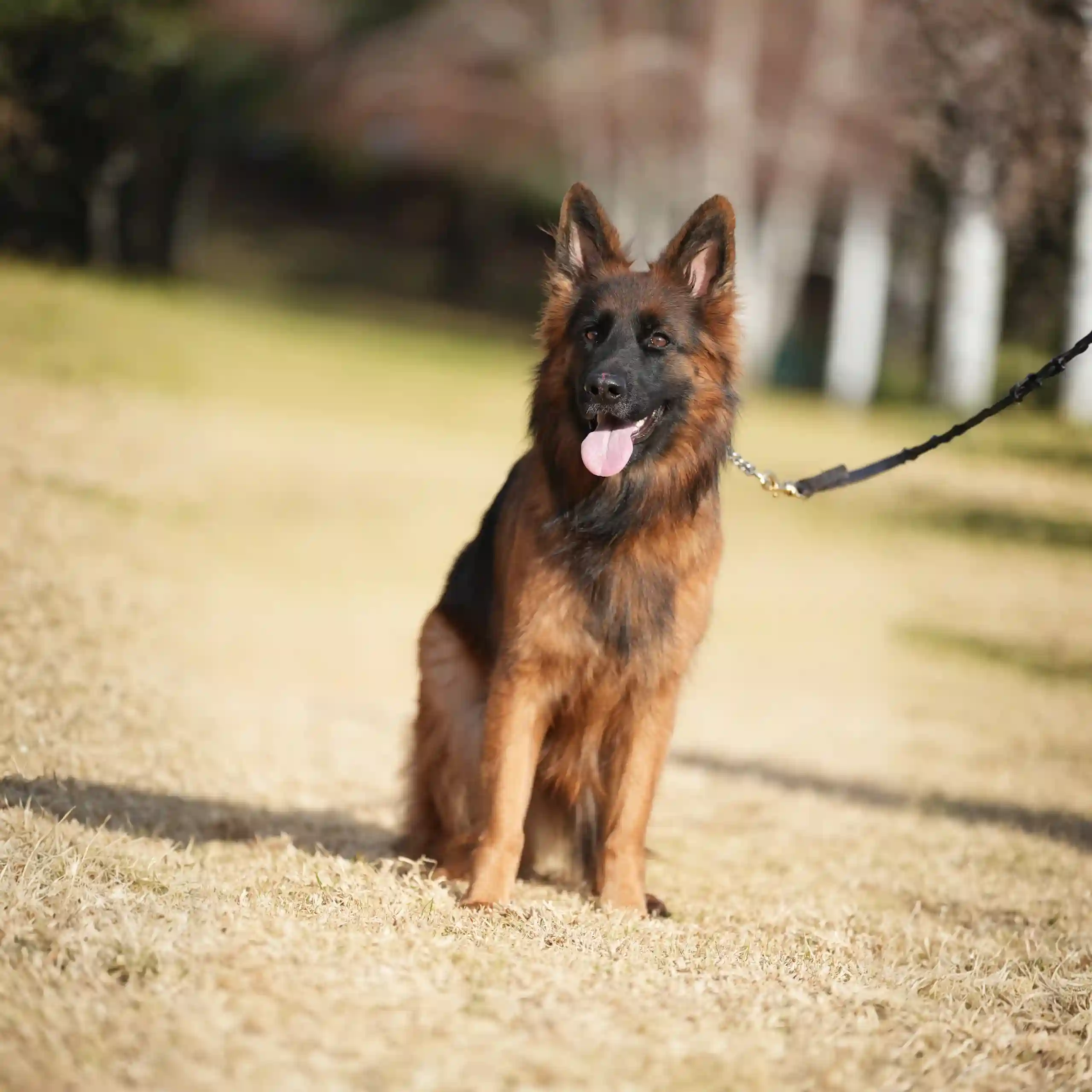 long haired German Shepherd bloodlines