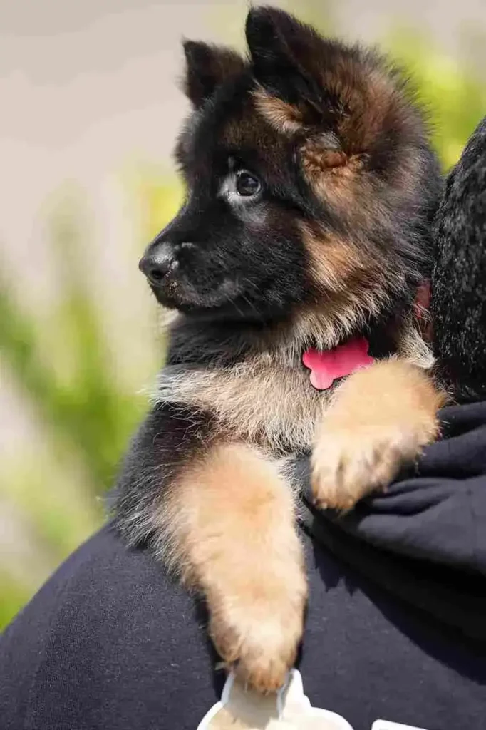 German Shepherd puppy care image for Royal Tribes K9 educational content 0265