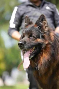preparing for a german shepherd puppy