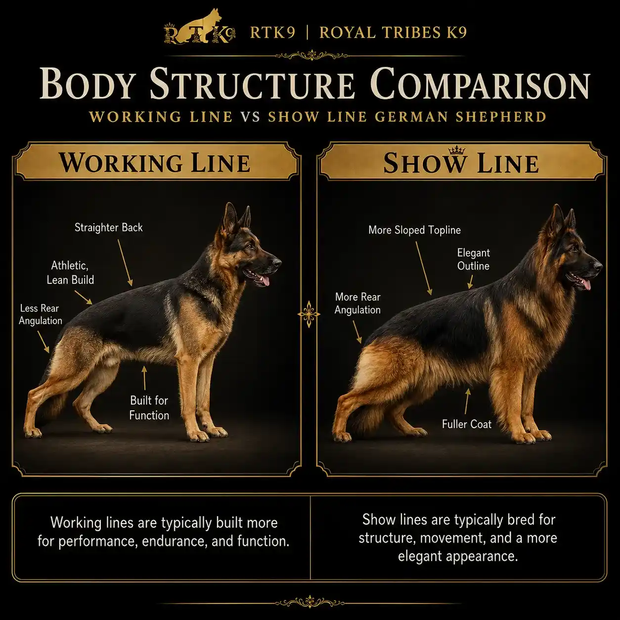 Body structure difference between working line and show line German Shepherd