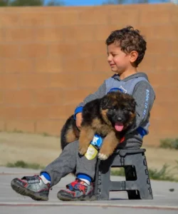 German Shepherd for families