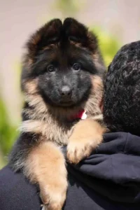 German Shepherd Puppies