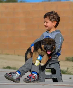 Socialized long coat german shepherd puppies playing safely with a family indoors