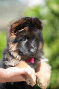 dog purchase