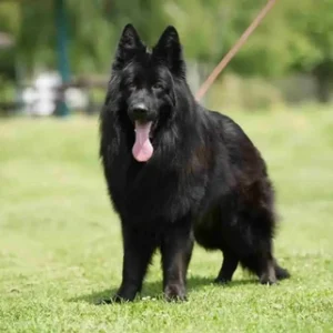 German Shepherd Breeder