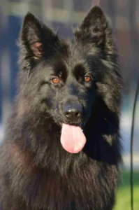 gsd puppies for sale