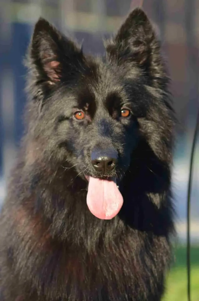 German Shepherd puppy care image for Royal Tribes K9 educational content 0316
