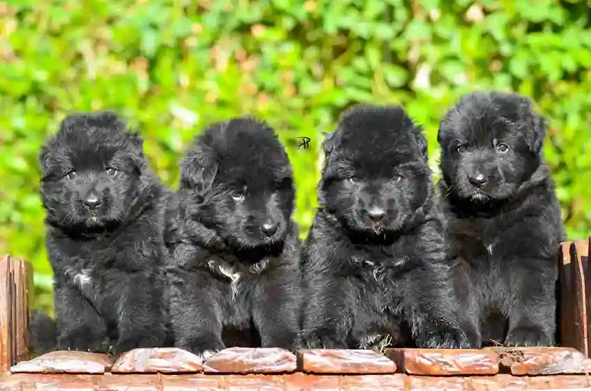 Four black German Shepherd puppies lined up together outdoors