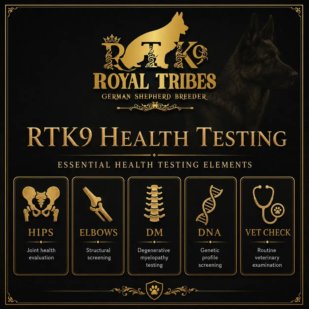 German Shepherd puppy care image for Royal Tribes K9 educational content 0351