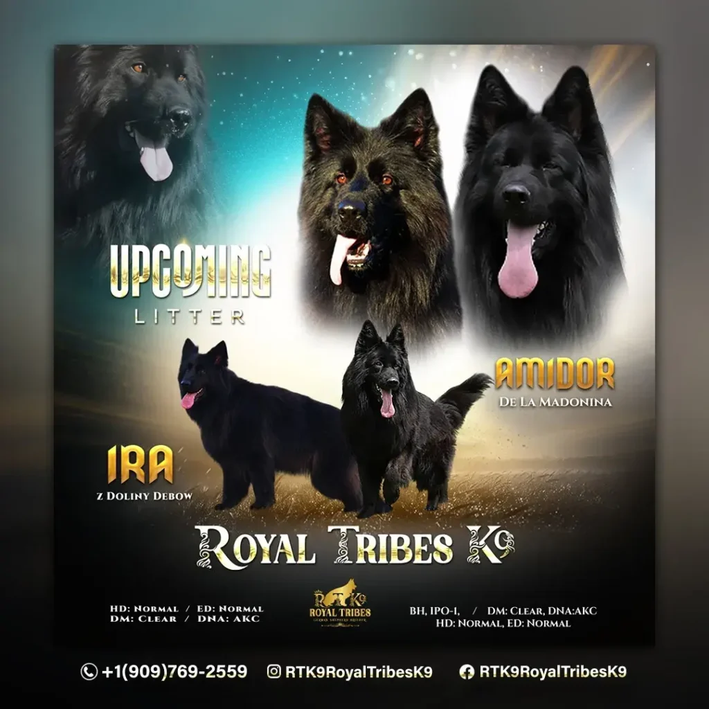 German Shepherd puppy care image for Royal Tribes K9 educational content 0237