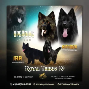 origin of german shepherd dogs