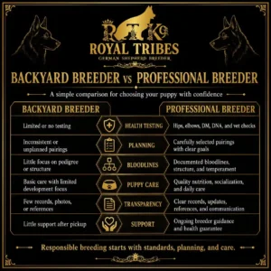 Backyard breeder vs professional German Shepherd breeder comparison