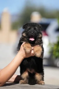 German Shepherd puppies