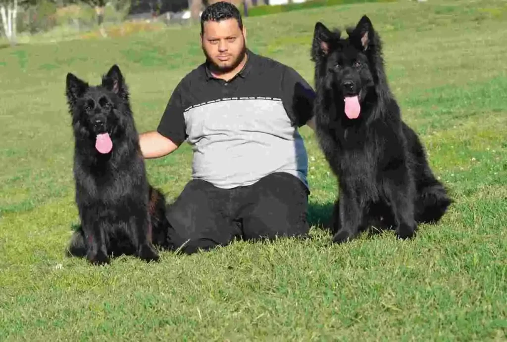 German Shepherd puppy care image for Royal Tribes K9 educational content 0258