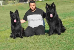 reputable german shepherd breeder