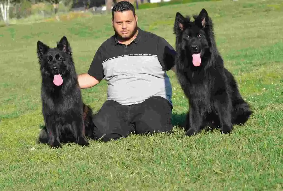German Shepherd puppy care image for Royal Tribes K9 educational content 0258